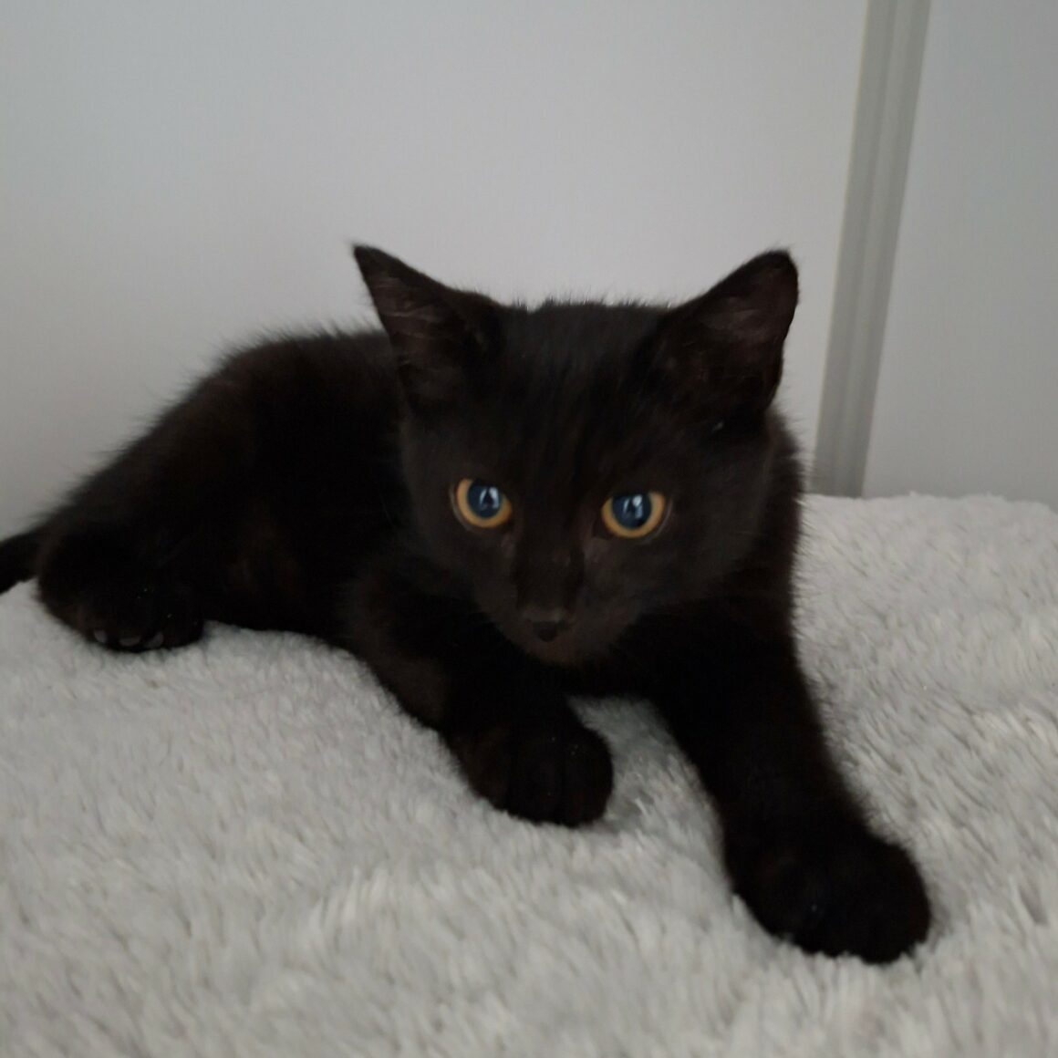 BANANAS – Chaton