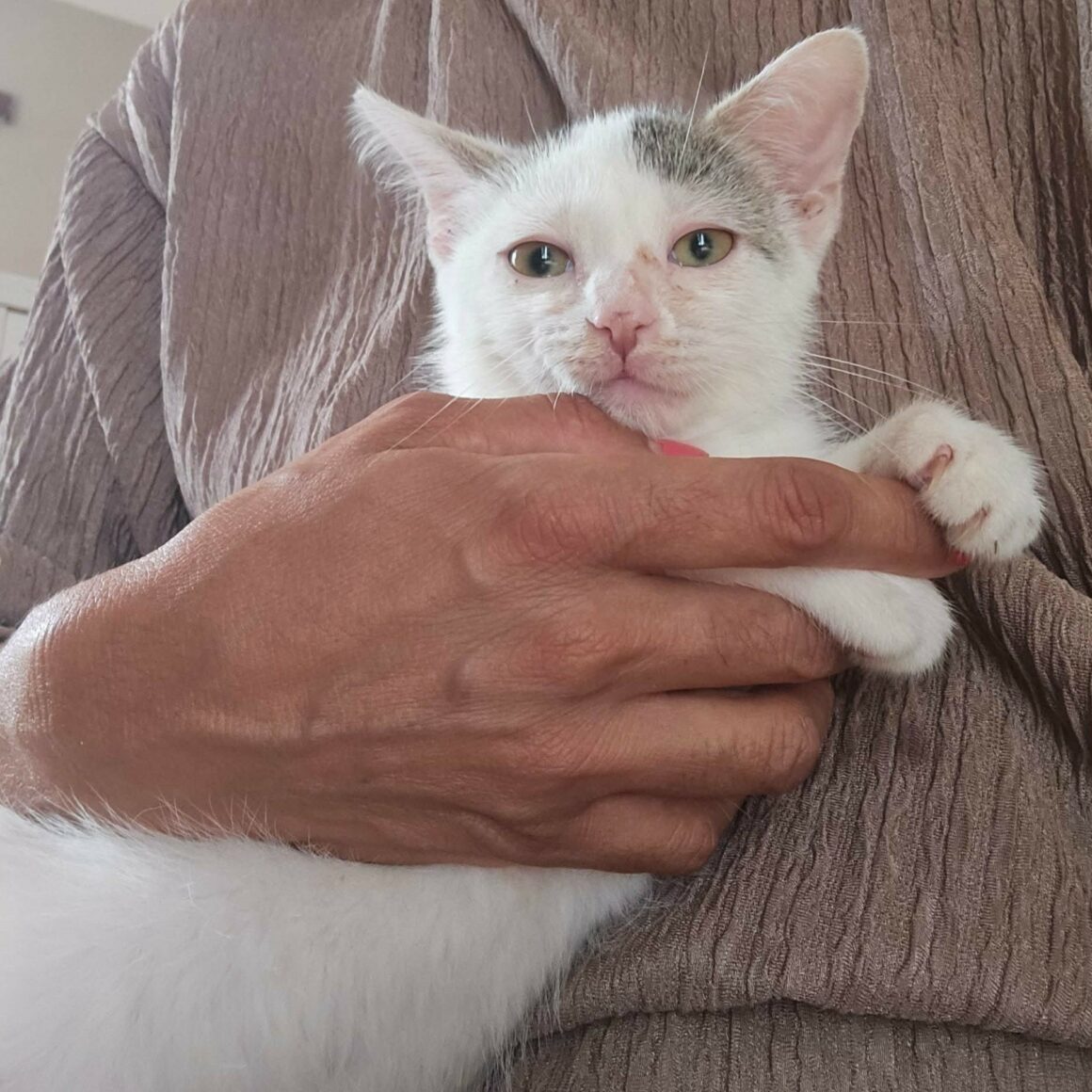 BASKET – chaton