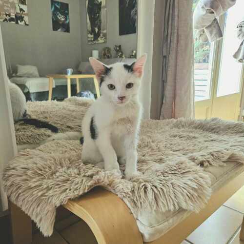 BASKET – chaton