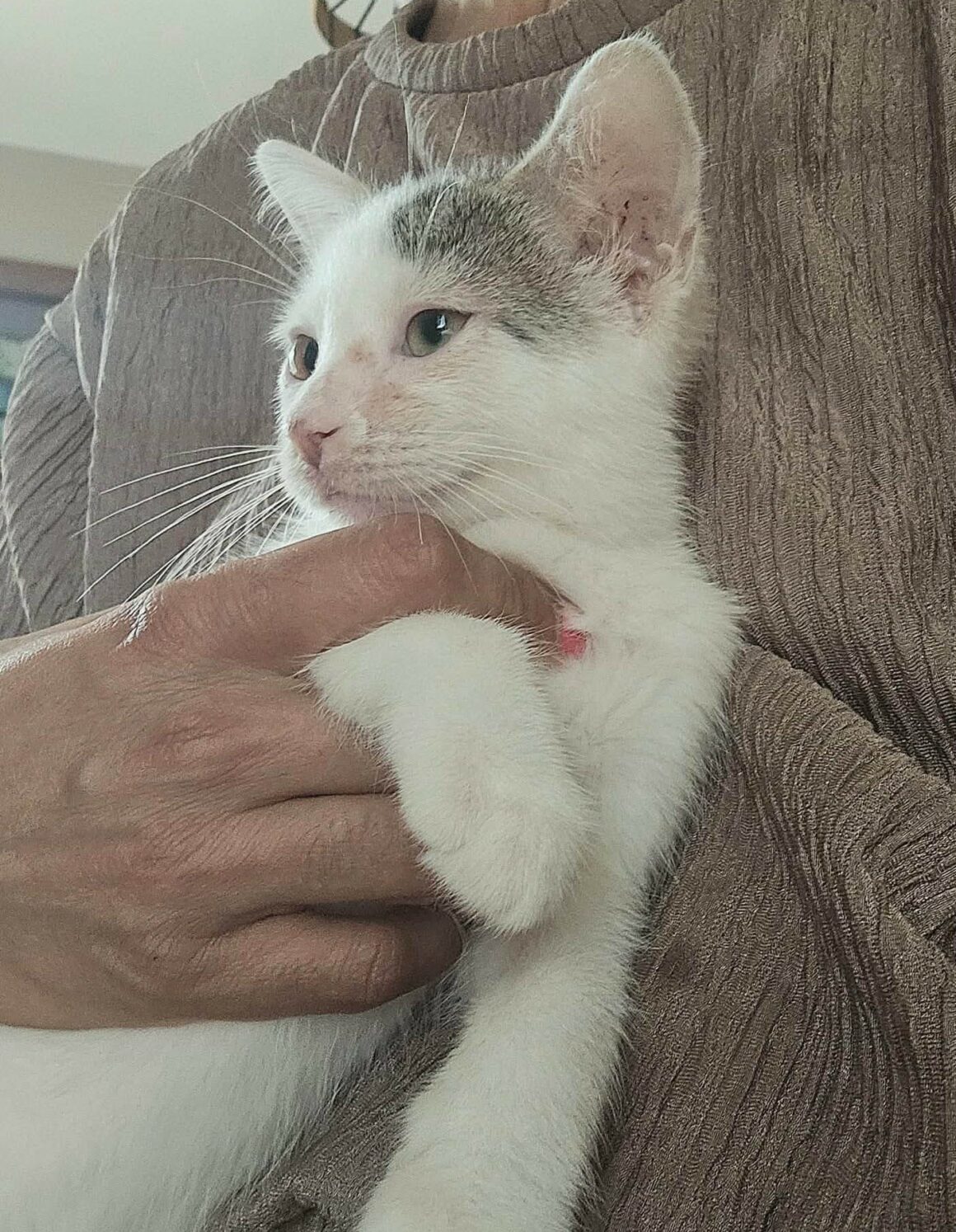 BASKET – chaton