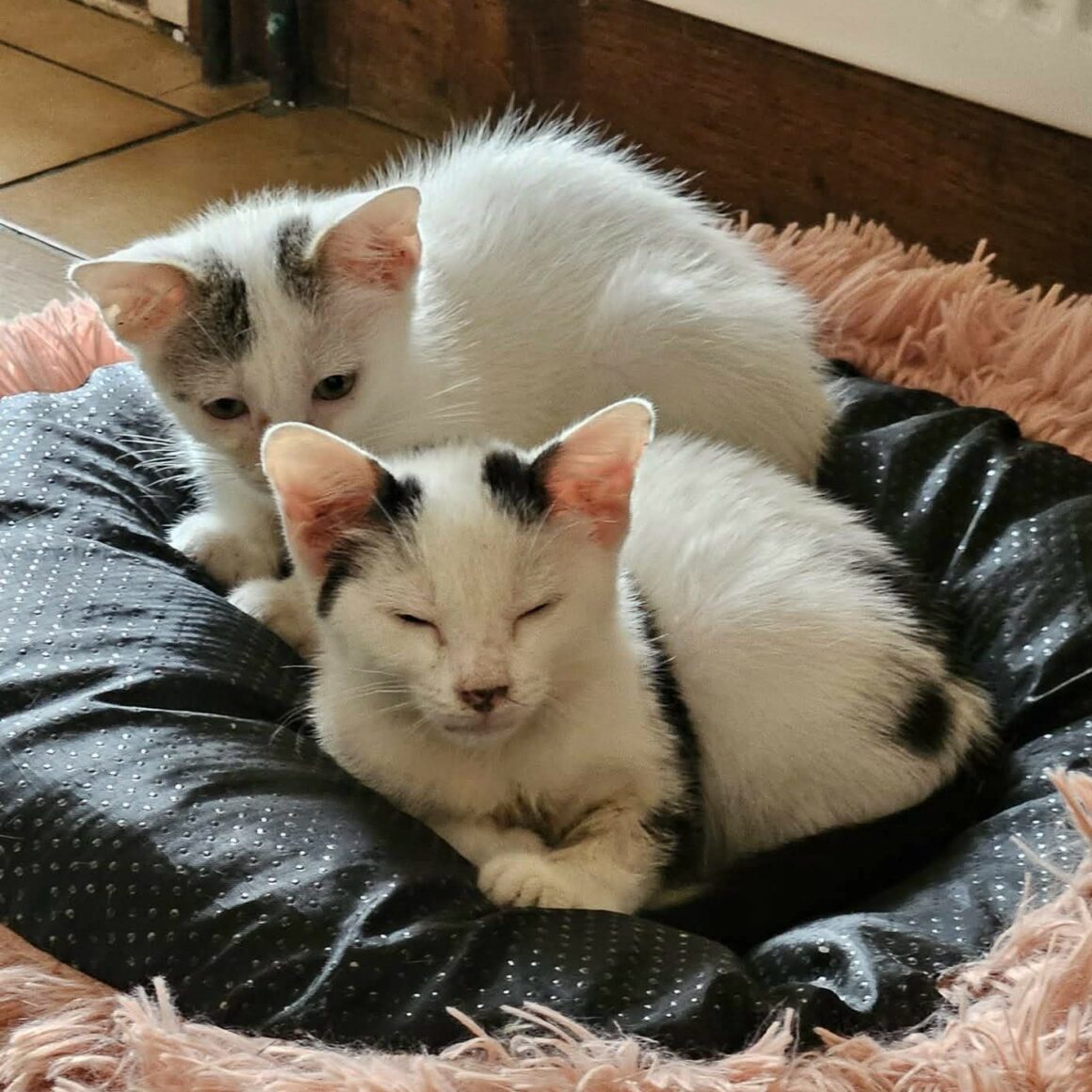 BASKET – chaton