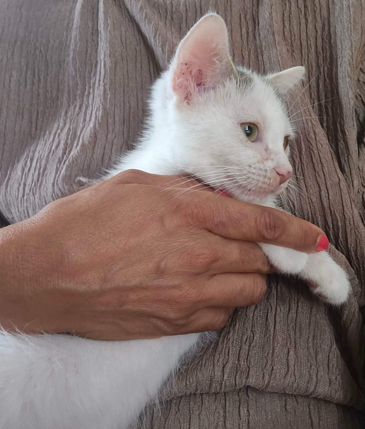 BASKET – chaton