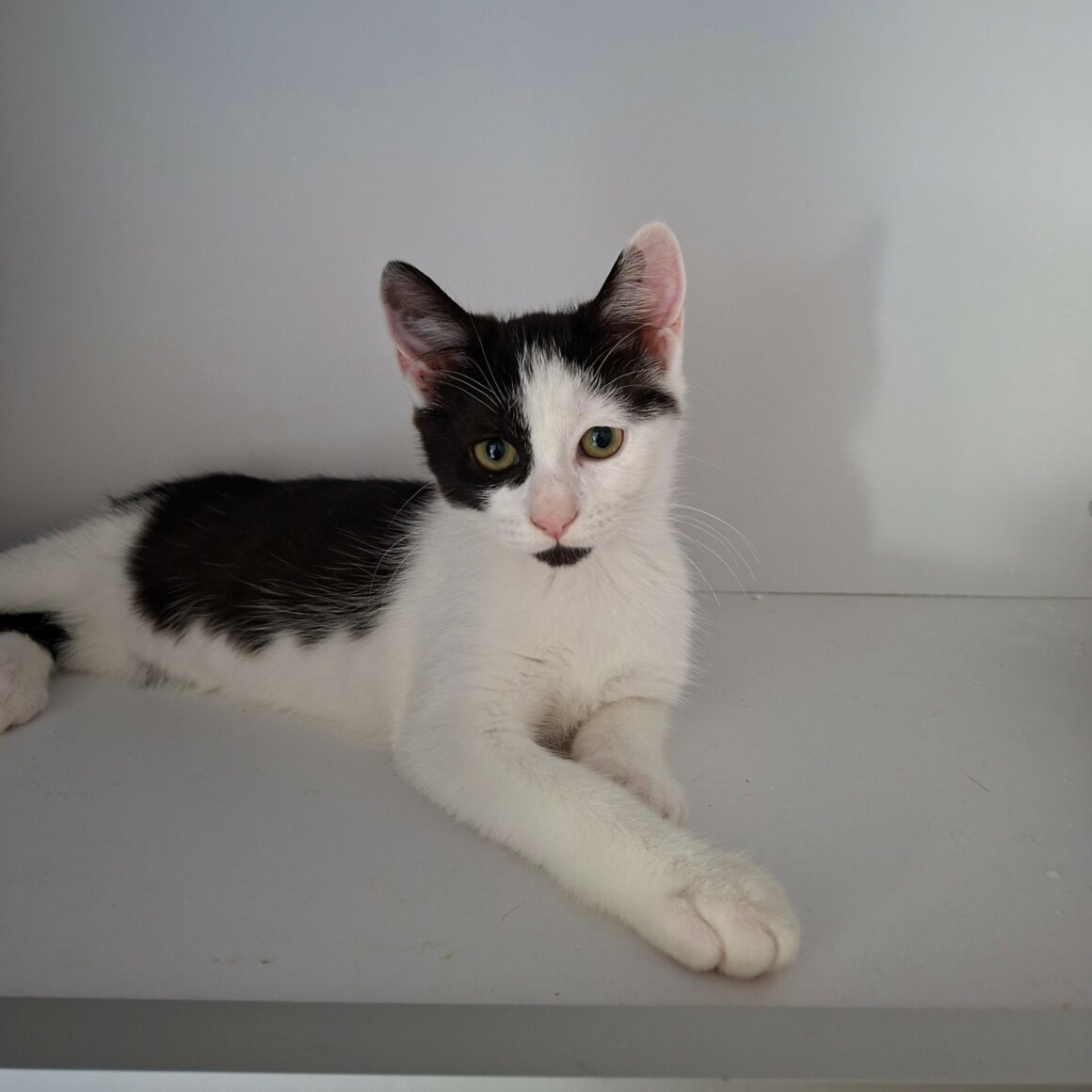 BEIJIN – chaton
