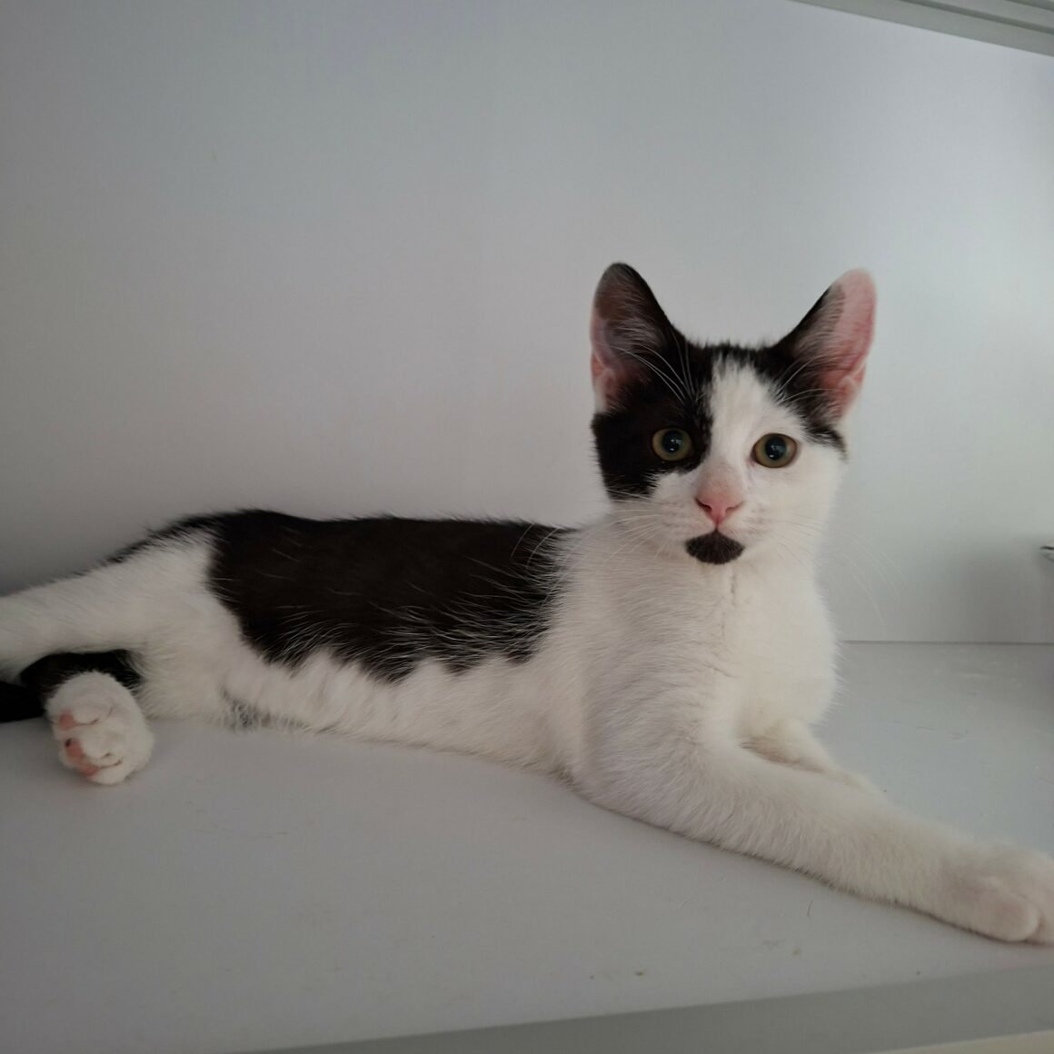 BEIJIN – chaton