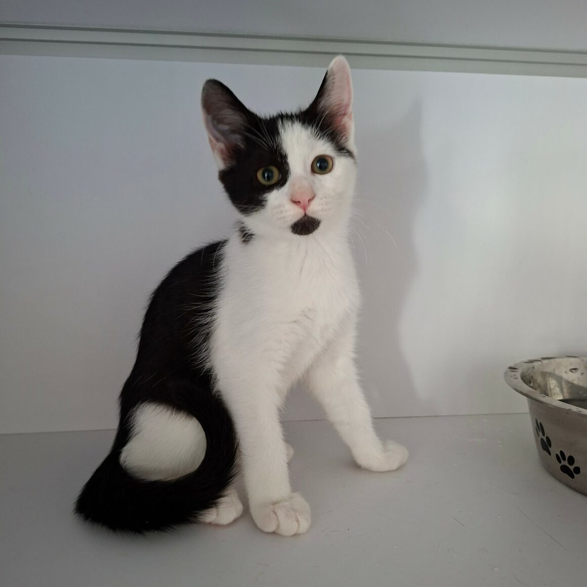BEIJIN – chaton