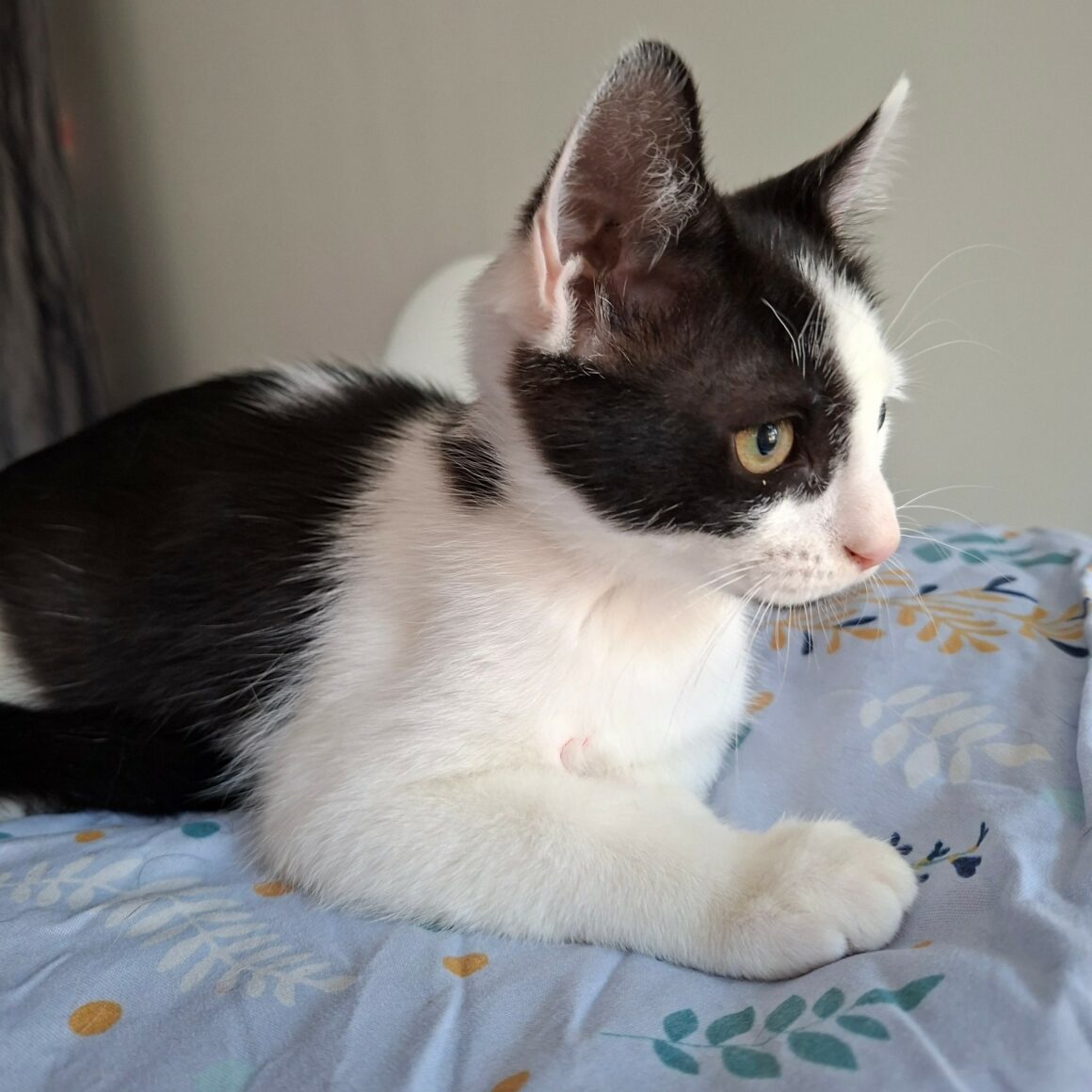 BEIJIN – chaton