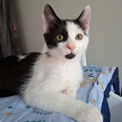 BEIJIN5 BEIJIN – chaton