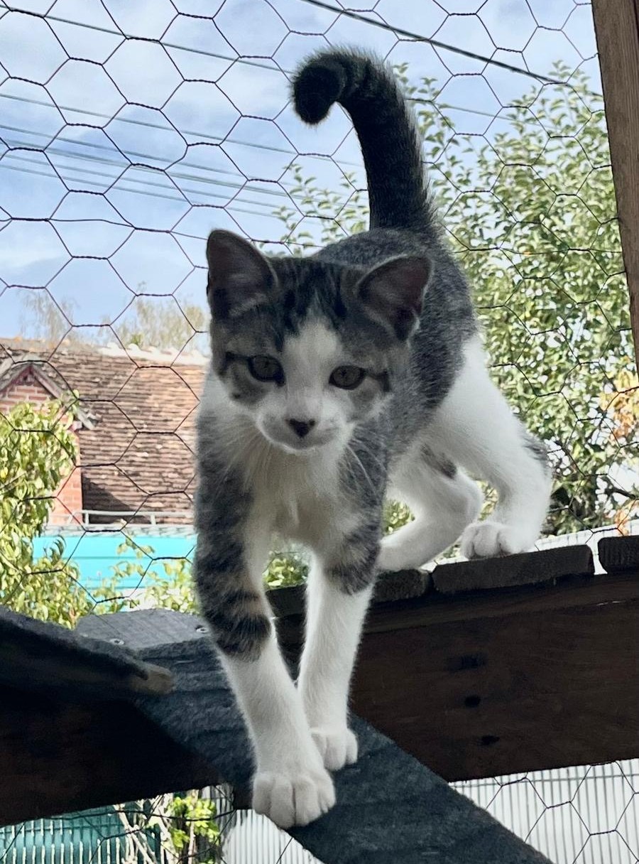 BELETTE AOUT1 BELETTE – Chaton