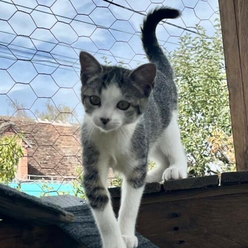 BELETTE – Chaton