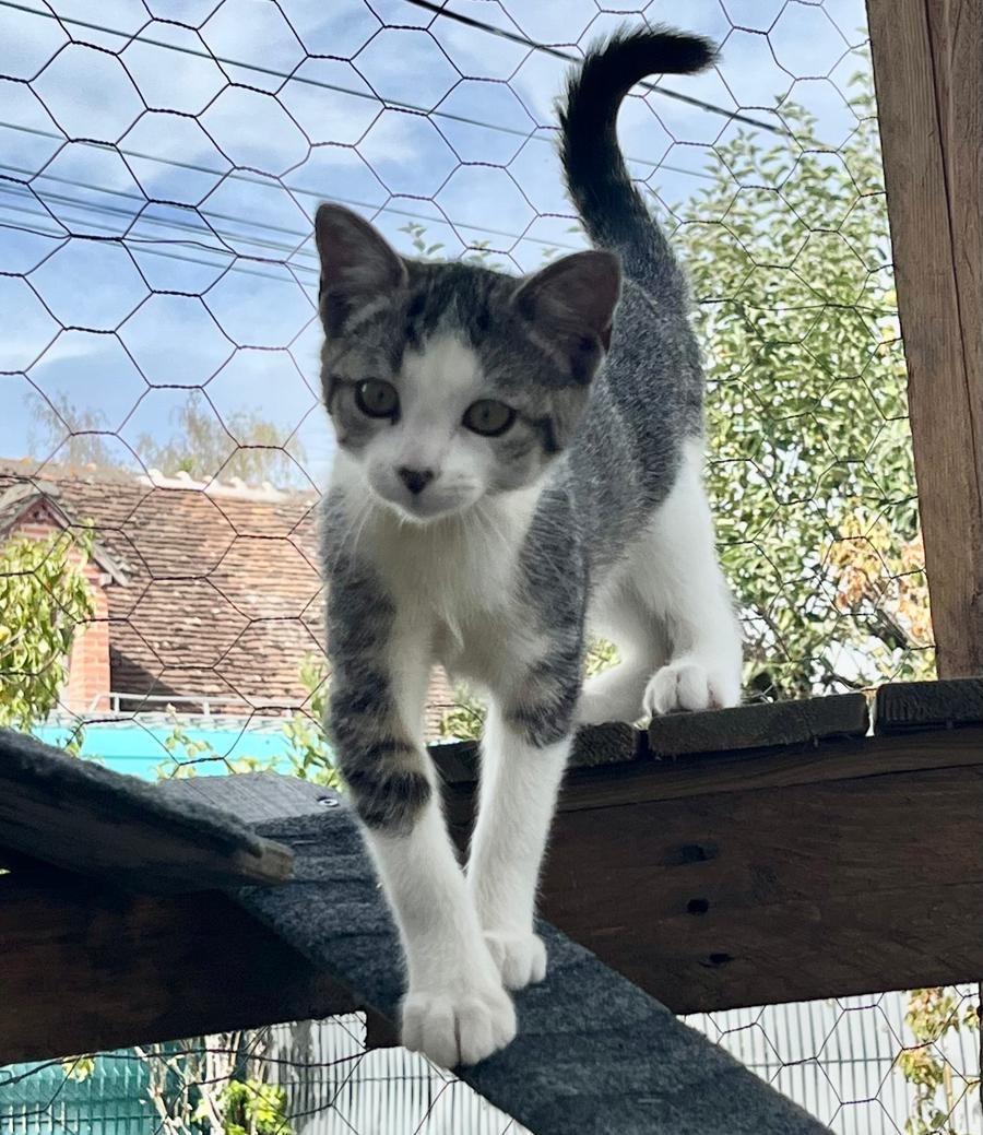 BELETTE AOUT2 BELETTE – Chaton