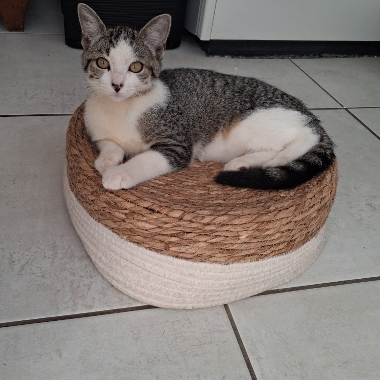 BELETTE SEPT1 BELETTE – Chaton