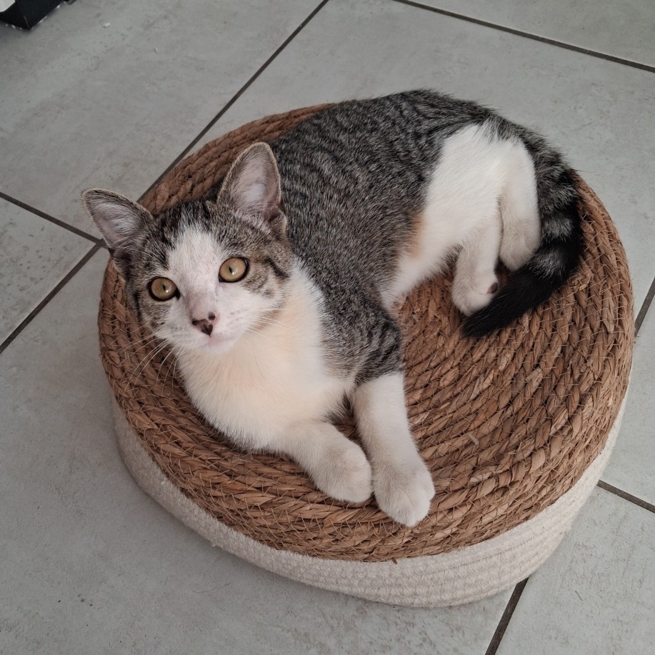 BELETTE SEPT2 BELETTE – Chaton
