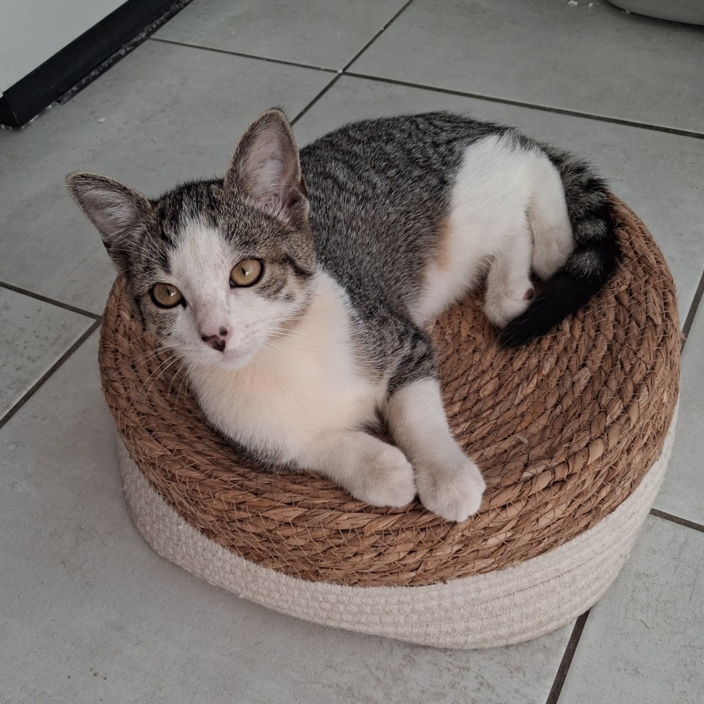 BELETTE SEPT3 BELETTE – Chaton