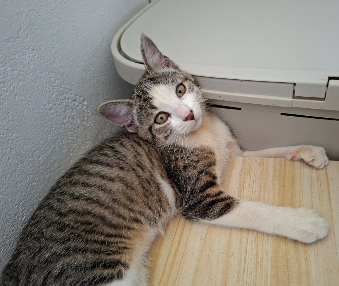 BELETTE1 BELETTE – Chaton