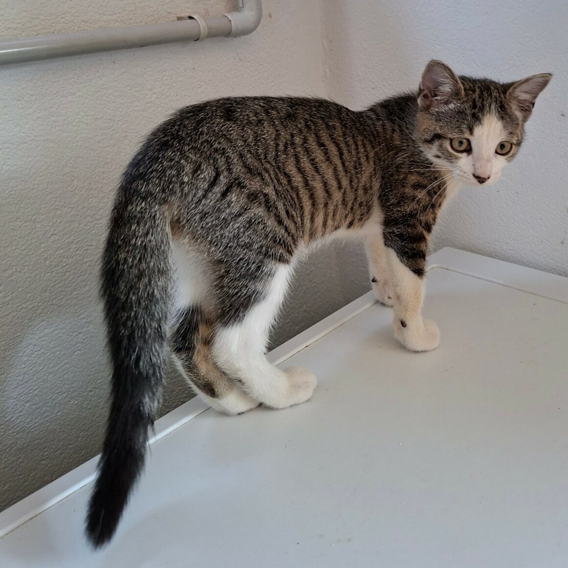 BELETTE2 BELETTE – Chaton