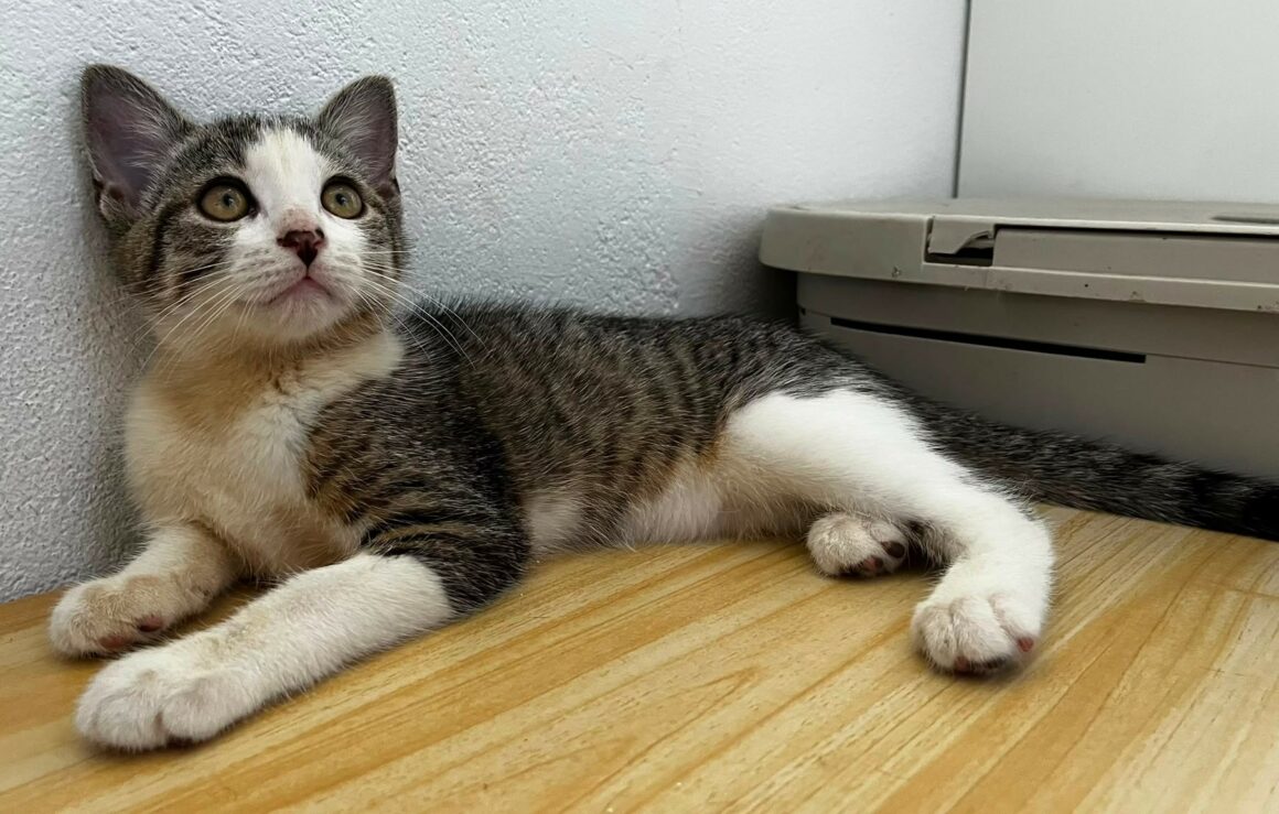 BELETTE4 BELETTE – Chaton