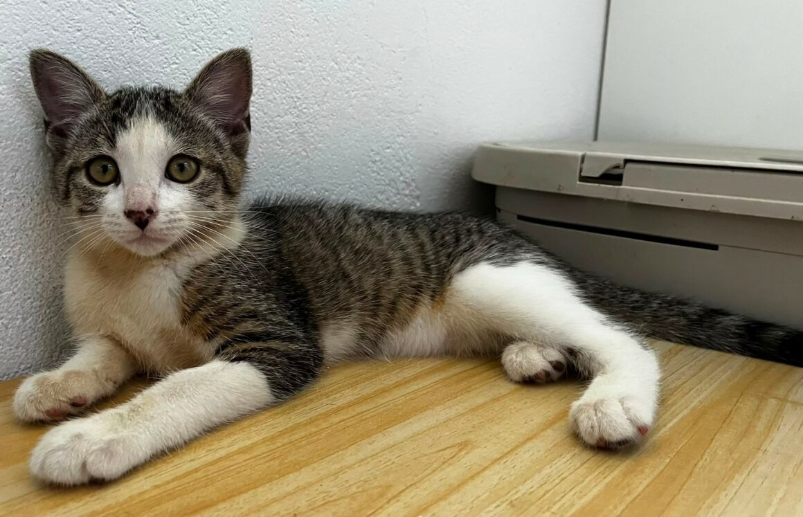 BELETTE5 BELETTE – Chaton