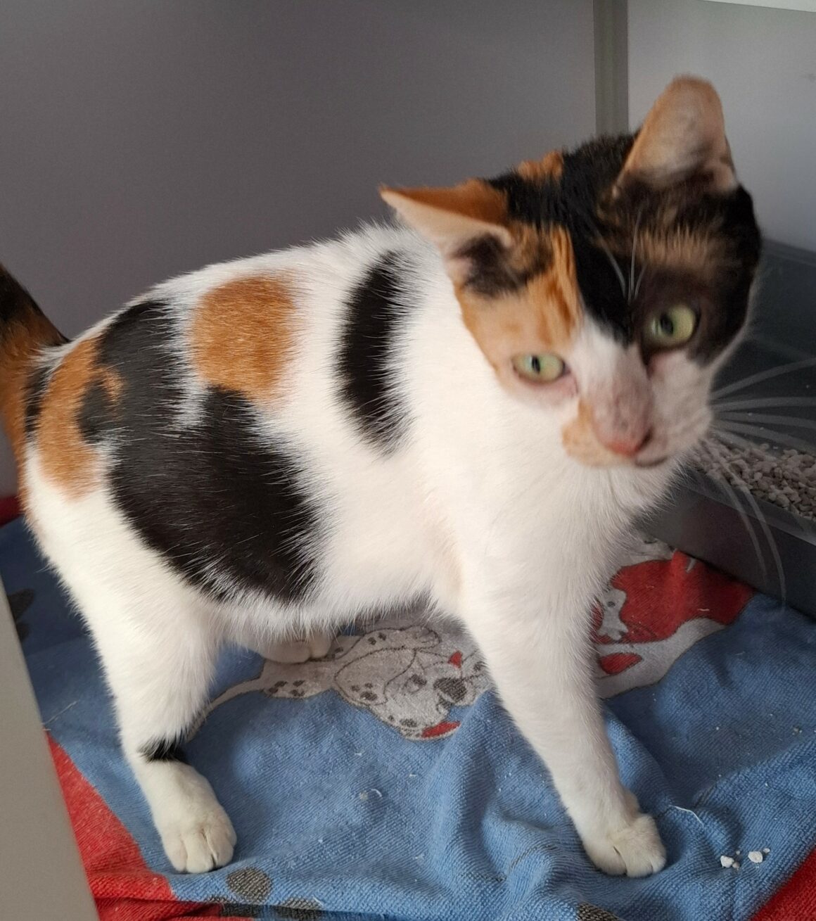BELINDA – 3 ans