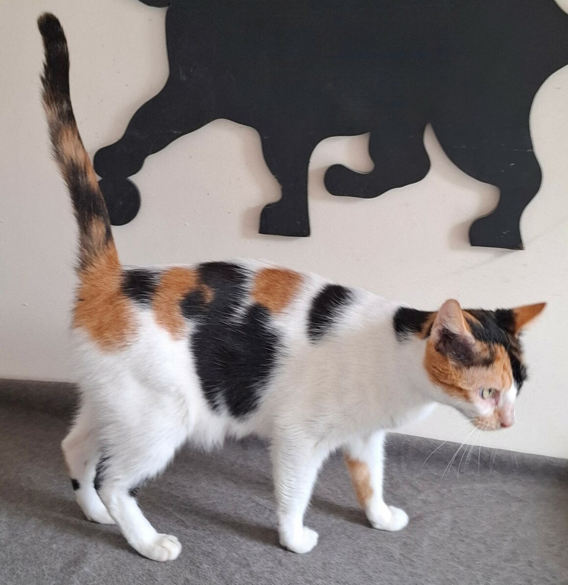 BELINDA – 3 ans