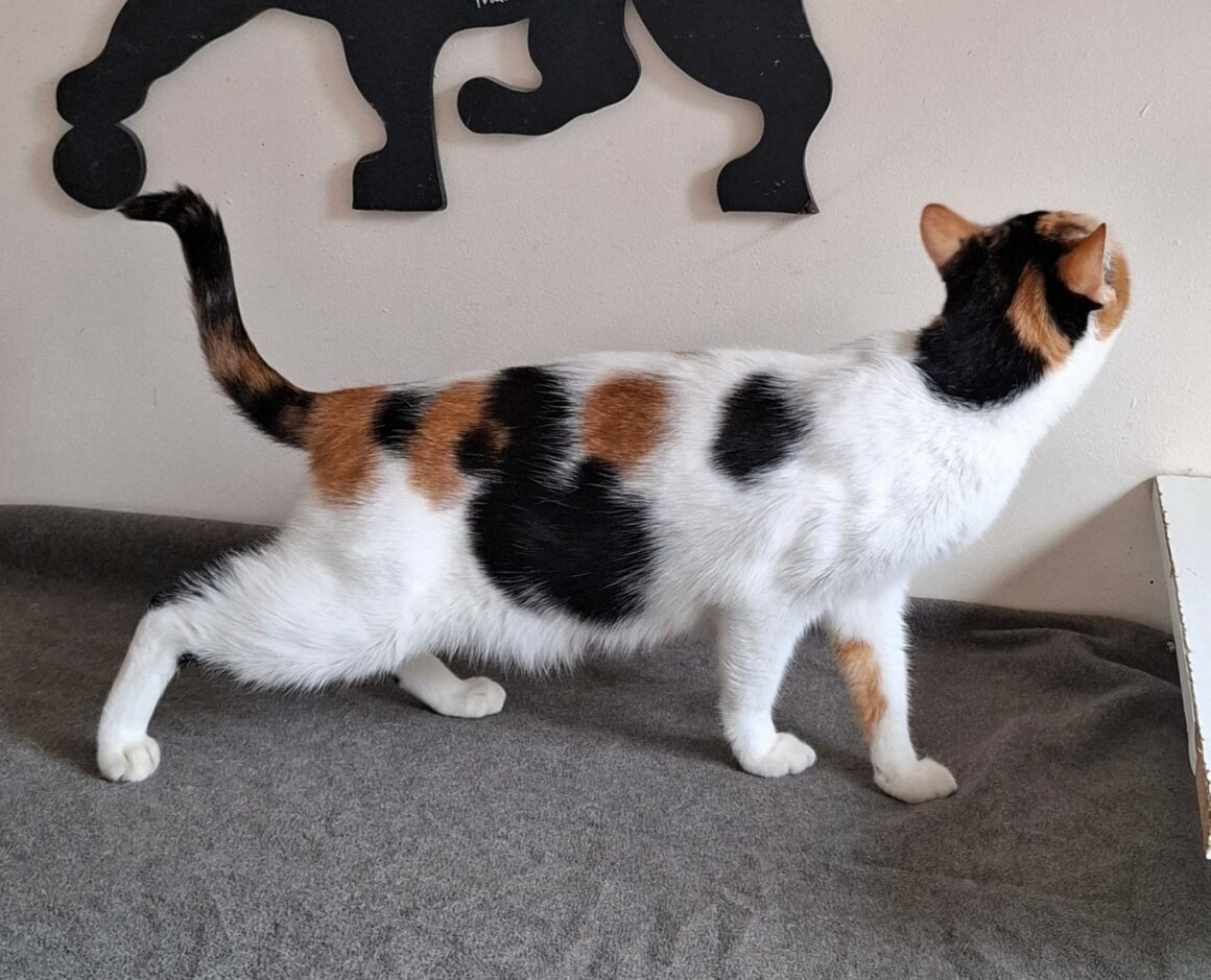 BELINDA – 3 ans