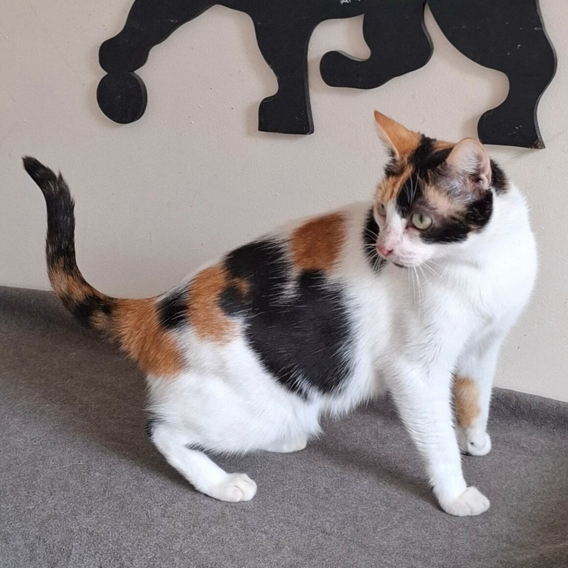 BELINDA – 3 ans