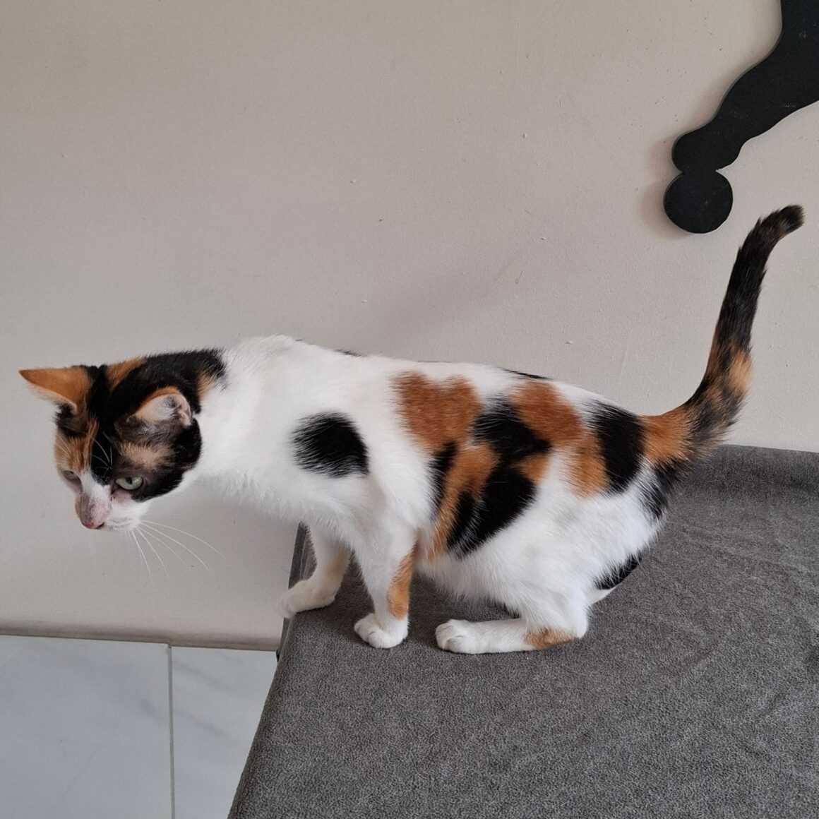 BELINDA – 3 ans