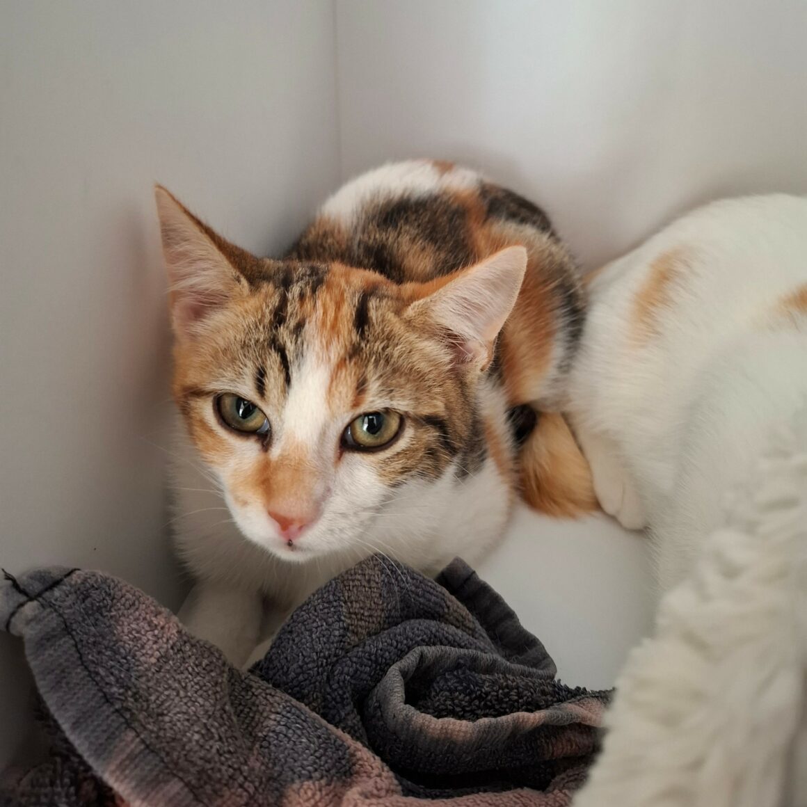 BELOTE – chaton