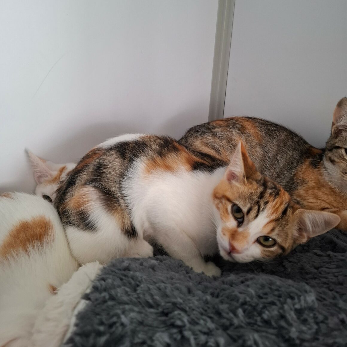 BELOTE – chaton