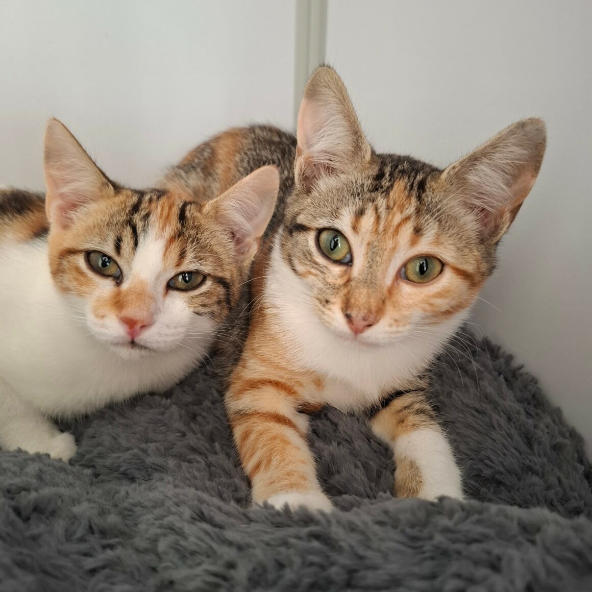 BELOTE – chaton