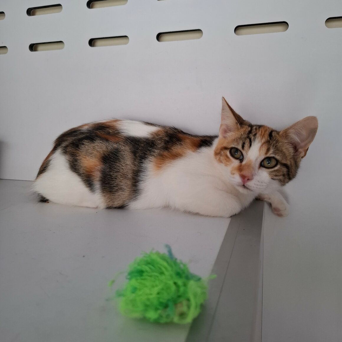 BELOTE – chaton