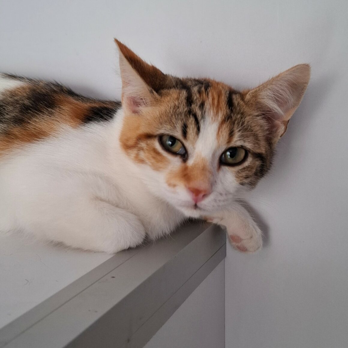 BELOTE – chaton