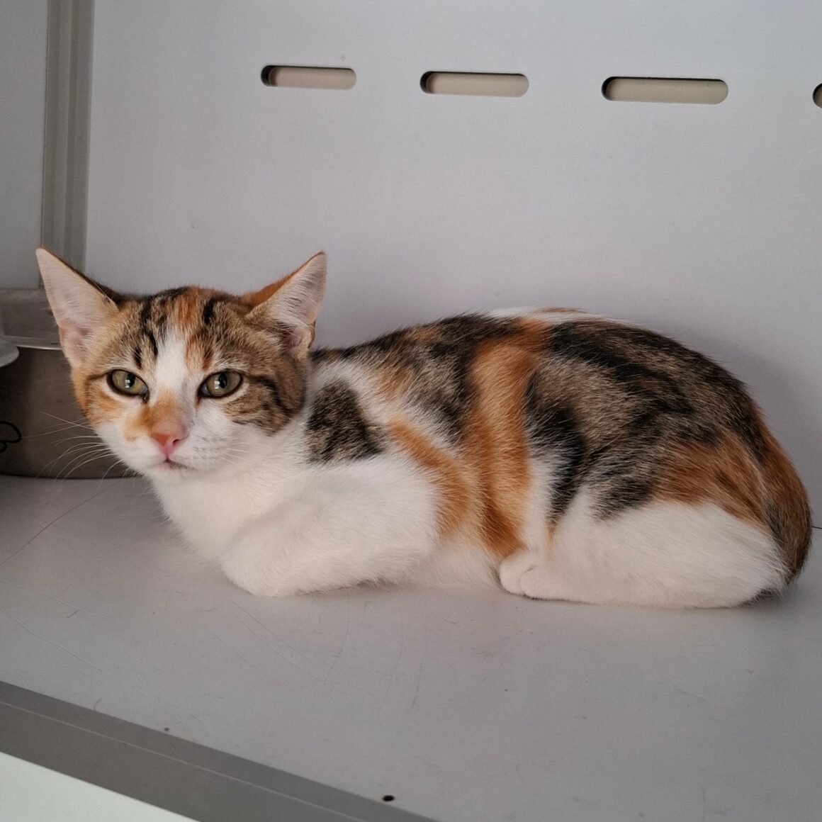 BELOTE – chaton