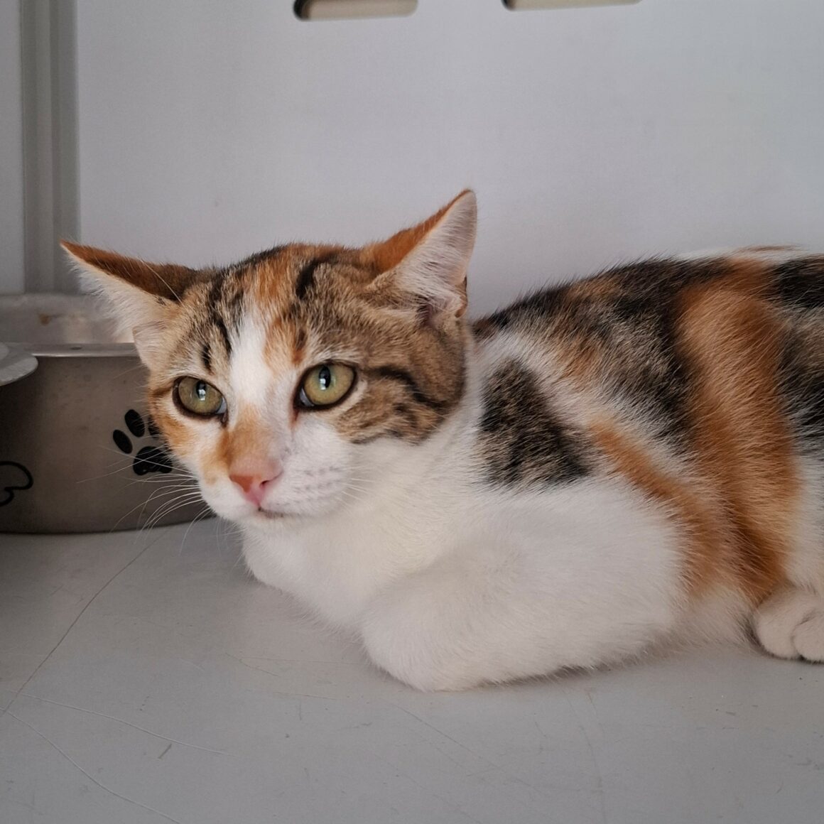 BELOTE – chaton