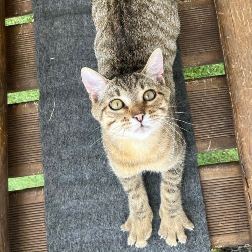 BENJI – chaton