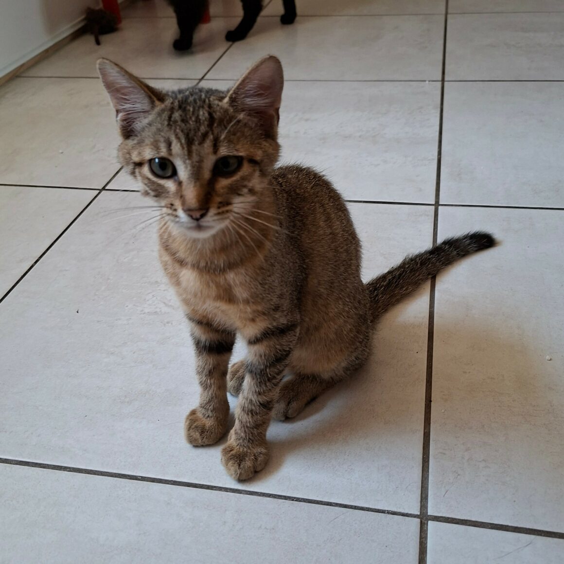 BENJI1 BENJI – chaton