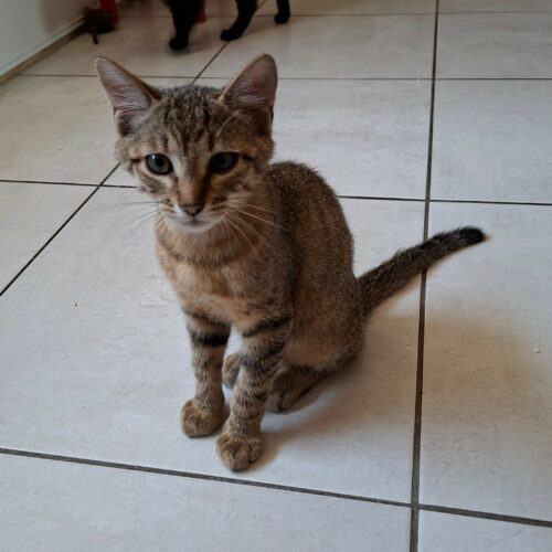 BENJI – chaton