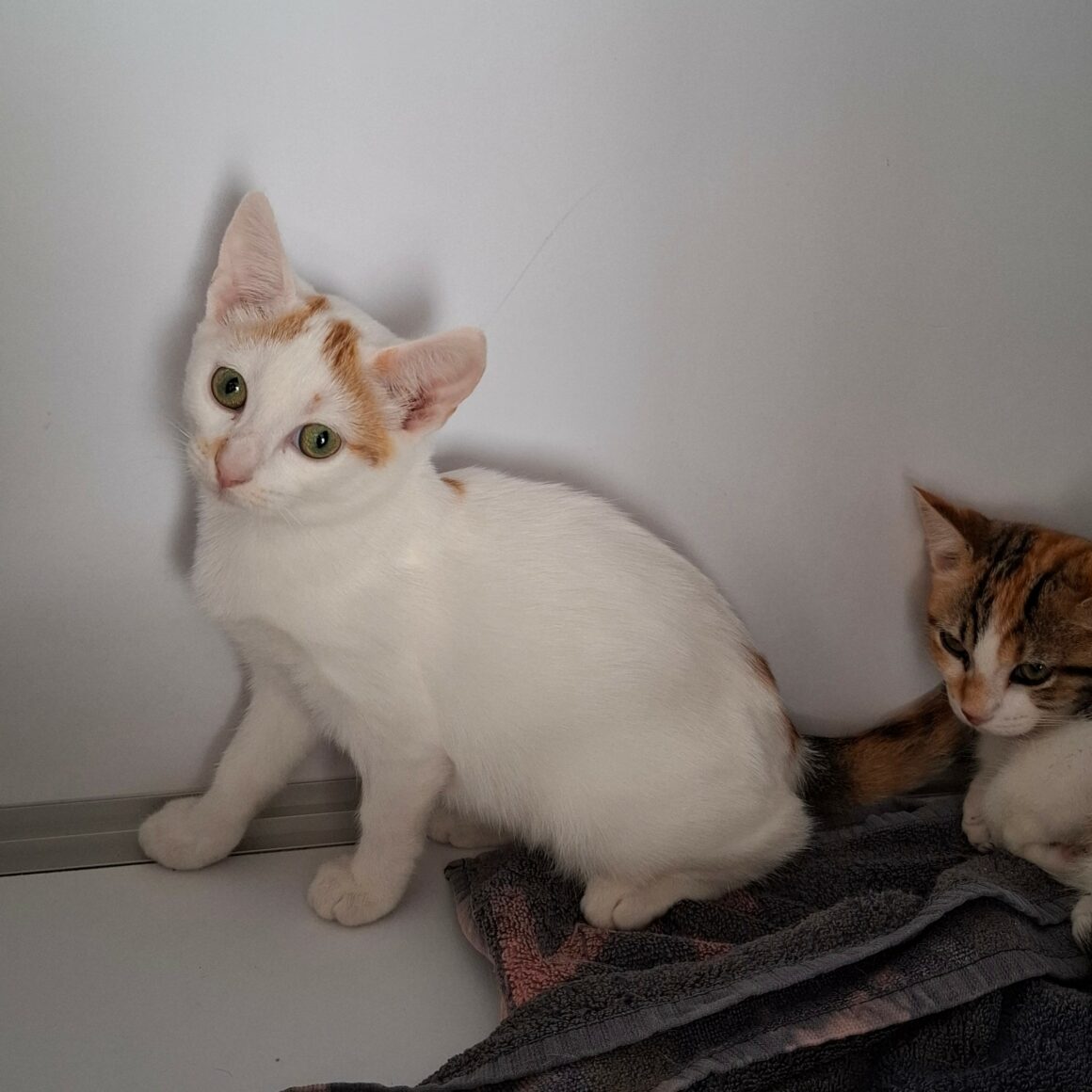 BERMUDE – chaton