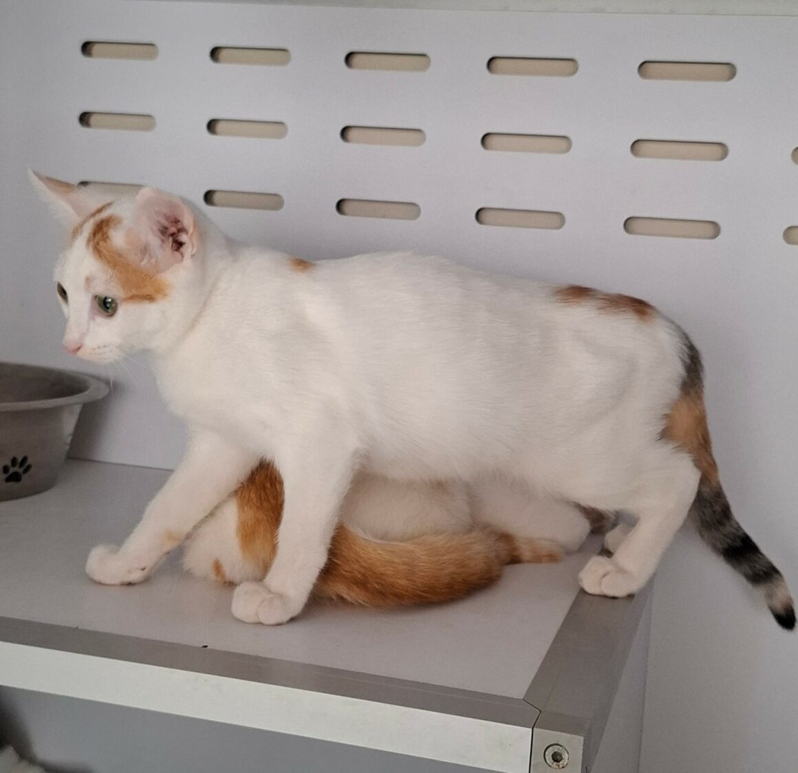 BERMUDE – chaton