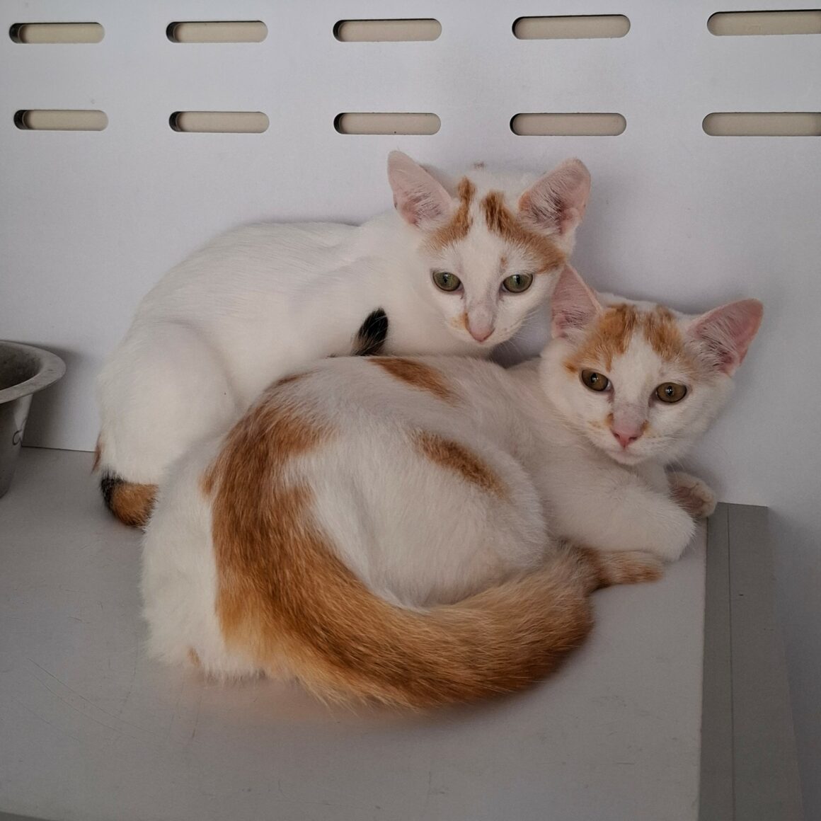 BERMUDE – chaton