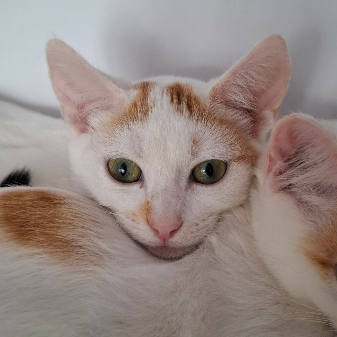 BERMUDE – chaton