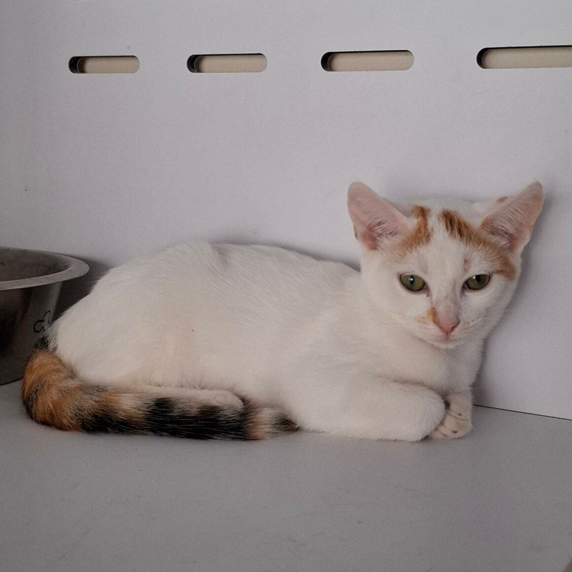 BERMUDE – chaton