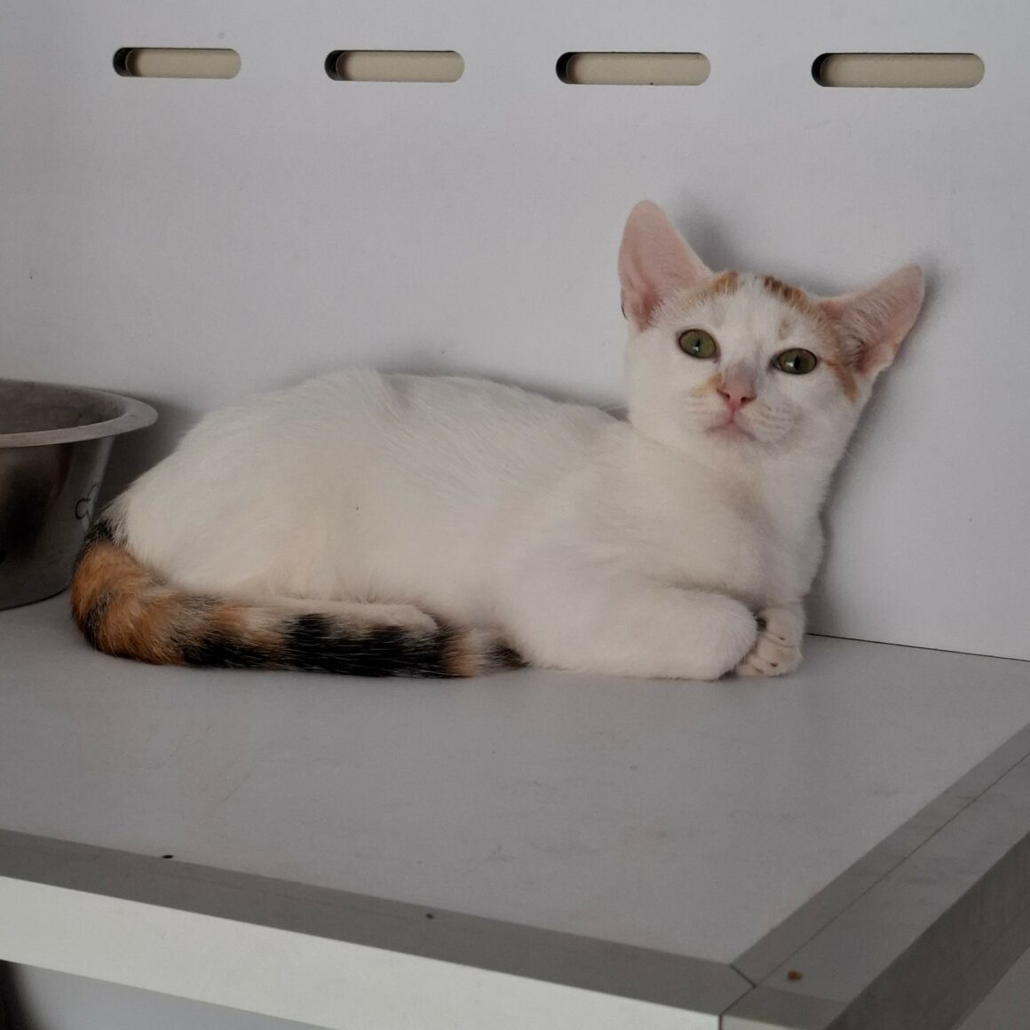 BERMUDE – chaton