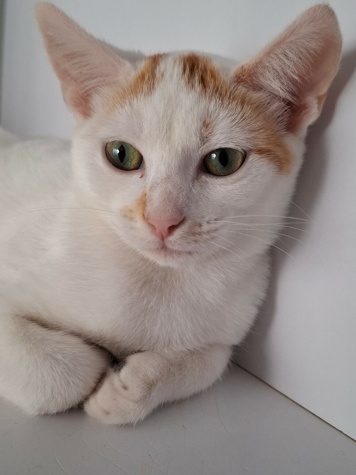 BERMUDE – chaton