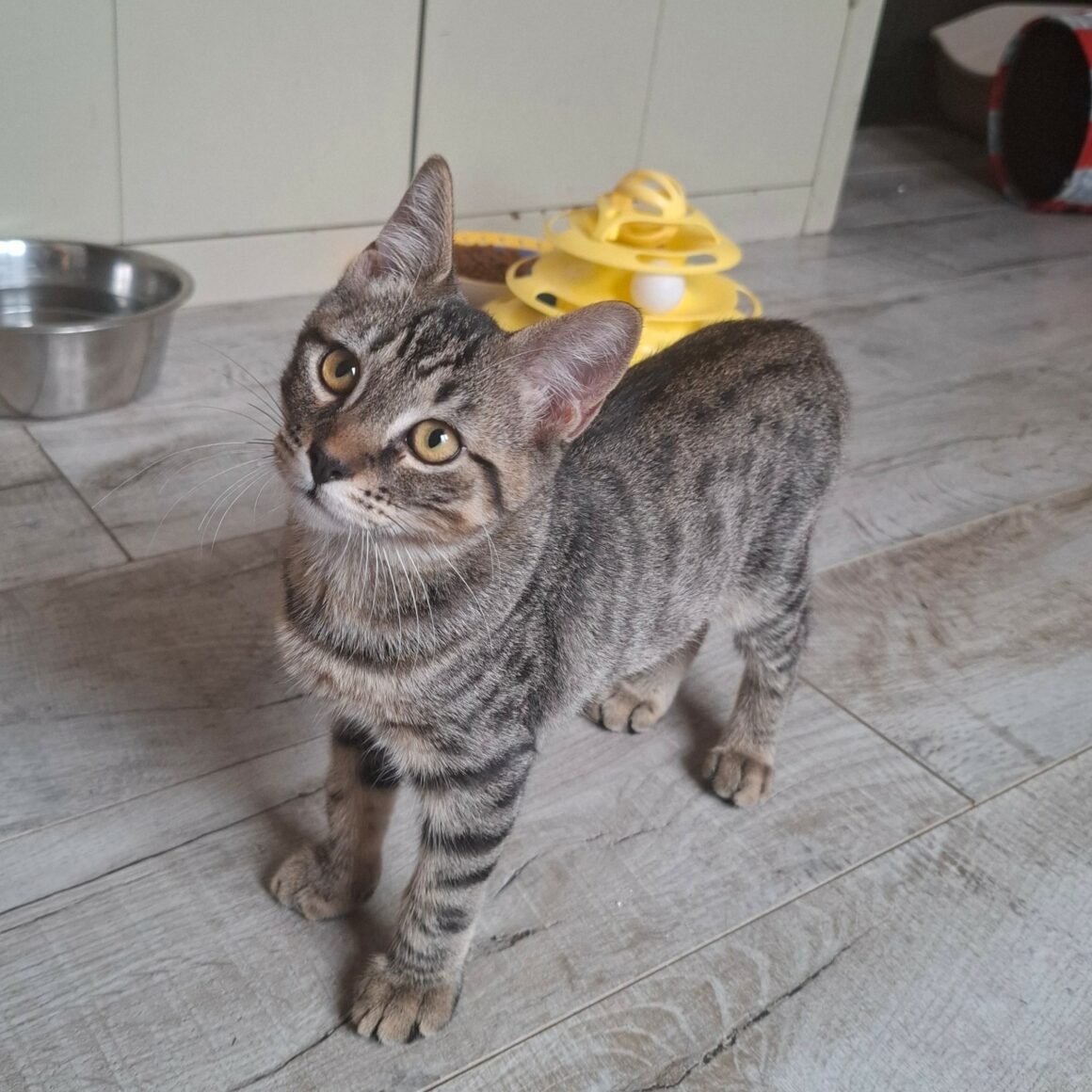 BIKER – chaton