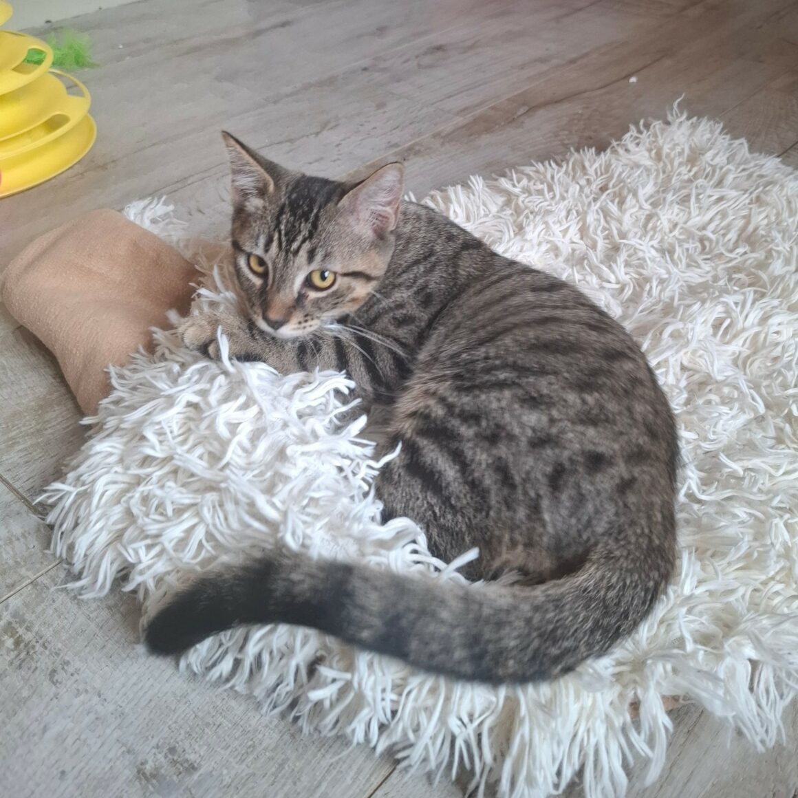 BIKER – chaton