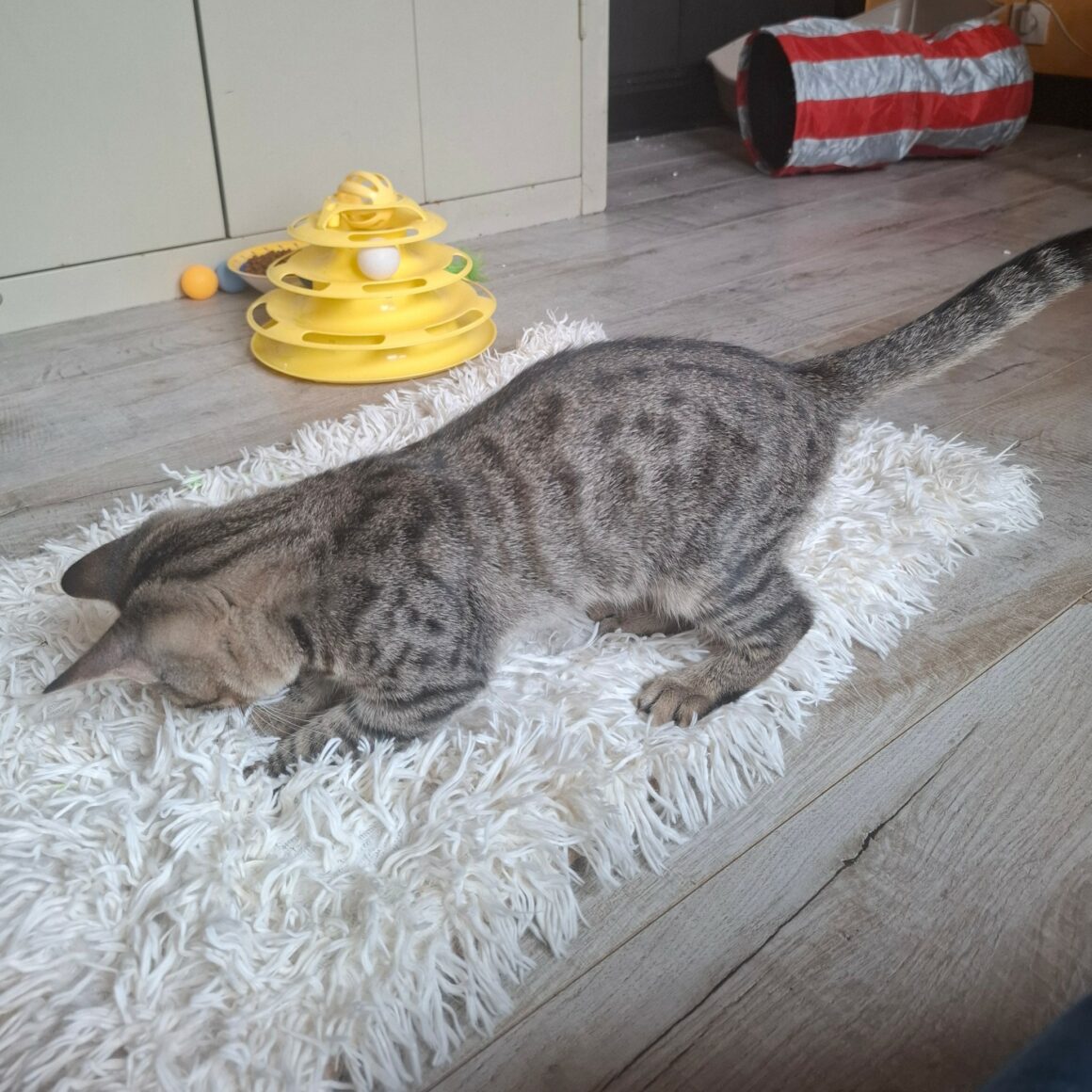 BIKER – chaton