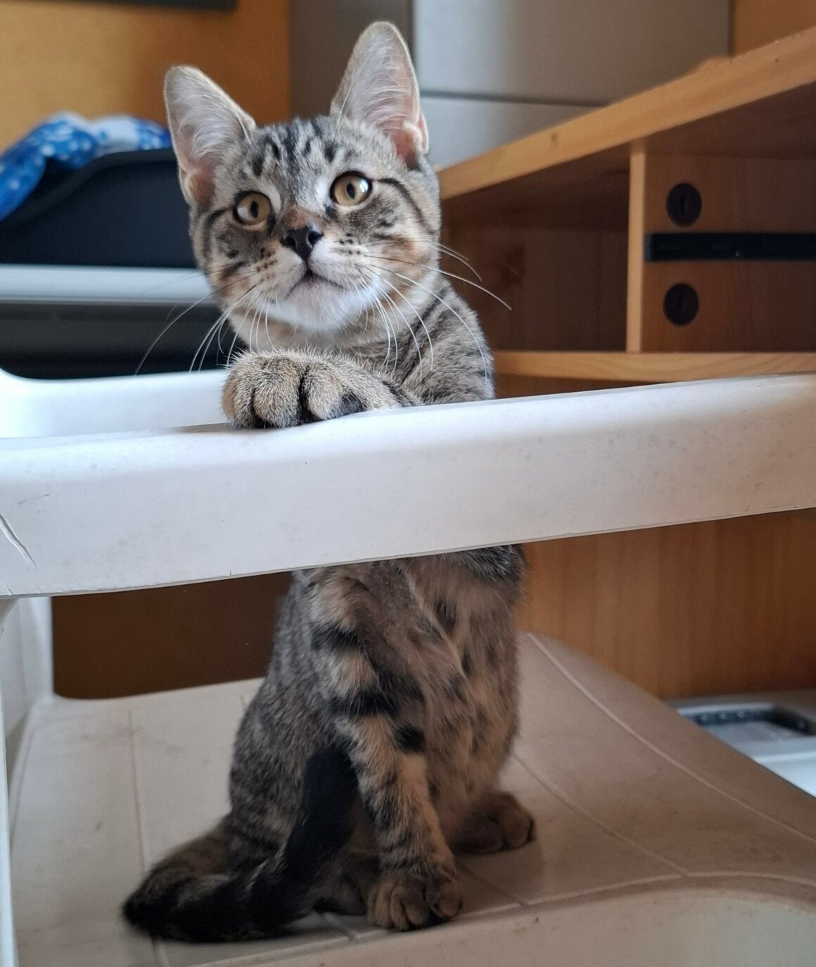 BIKER – chaton
