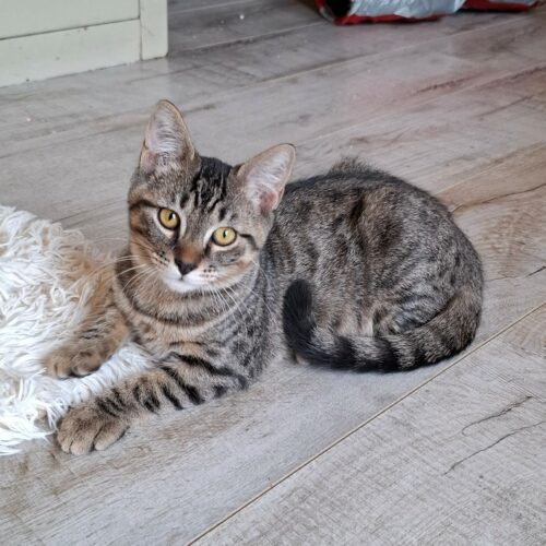 BIKER – chaton