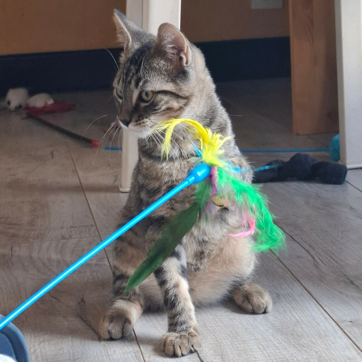 BIKER – chaton