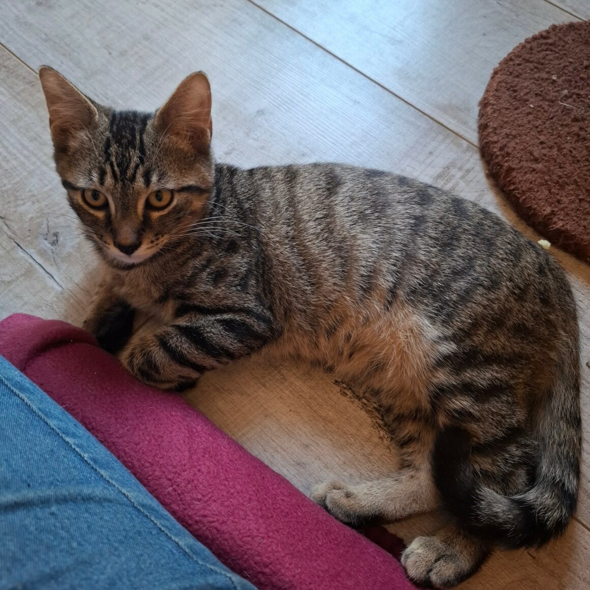 BIKER – chaton